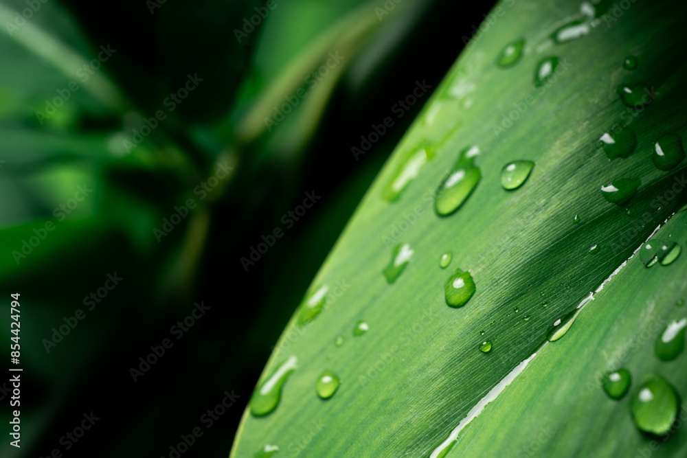 Raindrops on fresh green leaves on a black background. Macro shot of water droplets on leaves. Waterdrop on green leaf after a rain. Raindrops on fresh green leaves on a black background. Macro shot of water droplets on leaves. Waterdrop on green leaf after a rain.