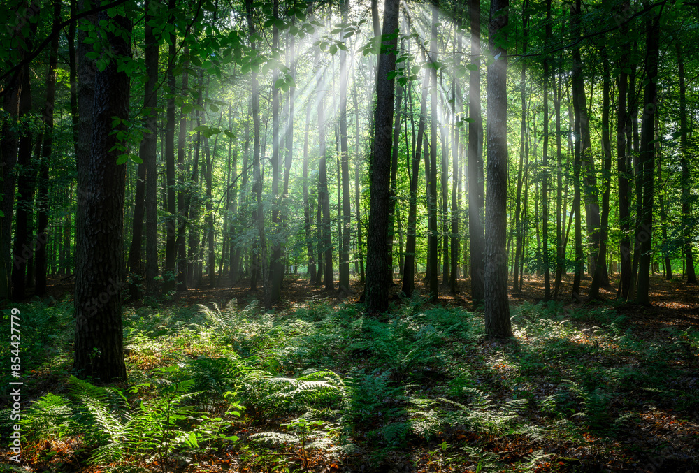 Fototapeta premium Sunny morning in the forest