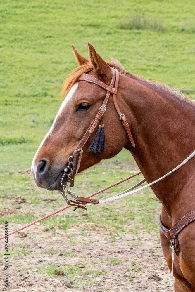 Side view of the head and neck of a chestnut colored horse with a bridle and reins.