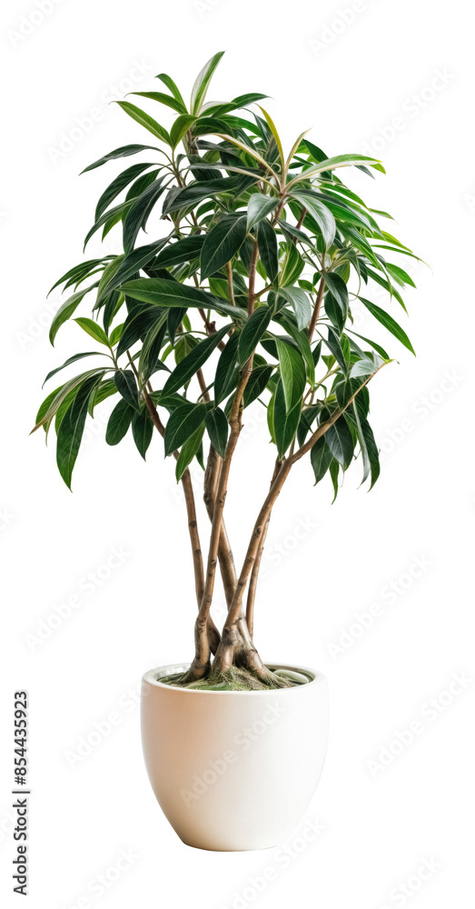 pot plant, transparent background pot plant, transparent background