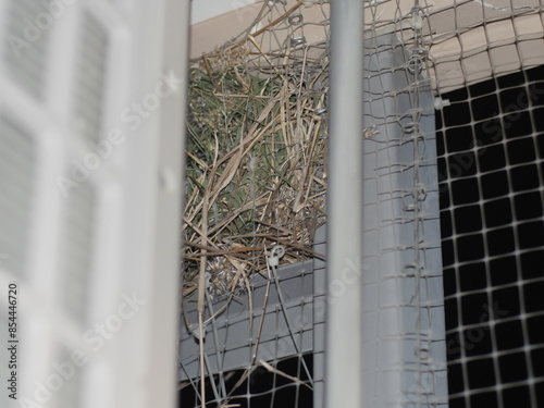 Bird nest made from dried hay at the balcony of the room. Plastic net barrier protection of wild bird invading. 