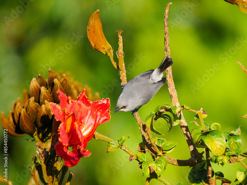 Mauritius Zosterops bird perching on tree with orange flowers in bloom photo