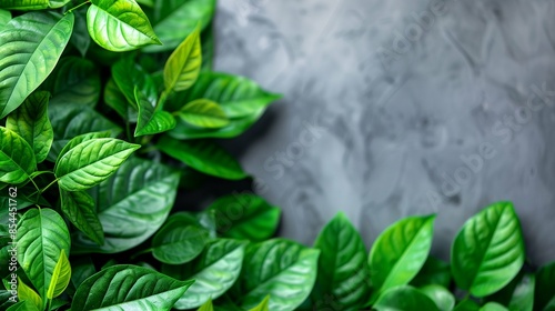 Vibrant Green Leaves Set Against a White Background, Highlighting Natural Texture and Fresh Botanical Details in a Minimalistic Composition