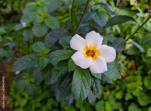 Turnela Subulata of also known as Bunga Pukul Delapan in Indonesia.
