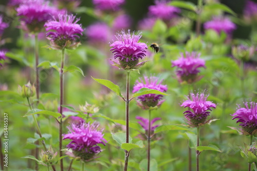 Monarda didyma. Scarlet beebalm, wild bergamot in garden.