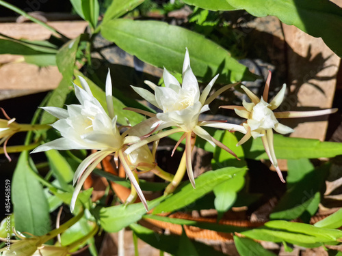 Fragrant flowers, Epiphyllum Pumilum (Indonesian: Bunga Wijaya Kusuma)