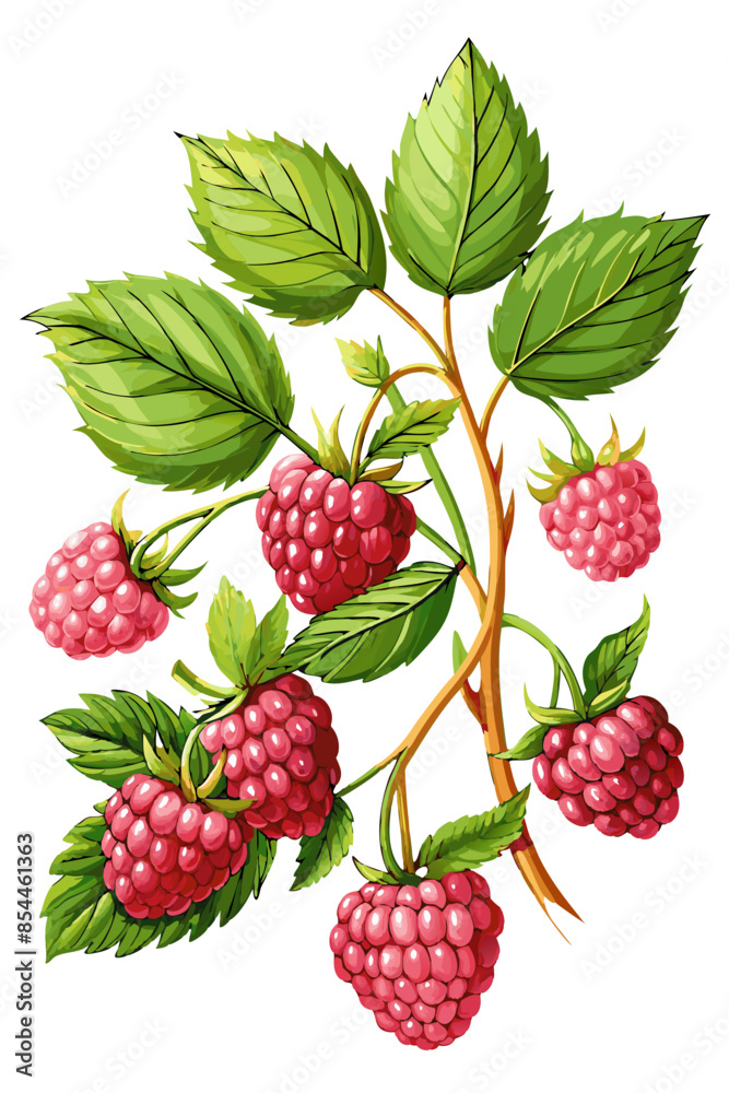 raspberry with leaves raspberry with leaves