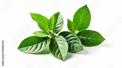  Fresh and vibrant green leaves against a white background