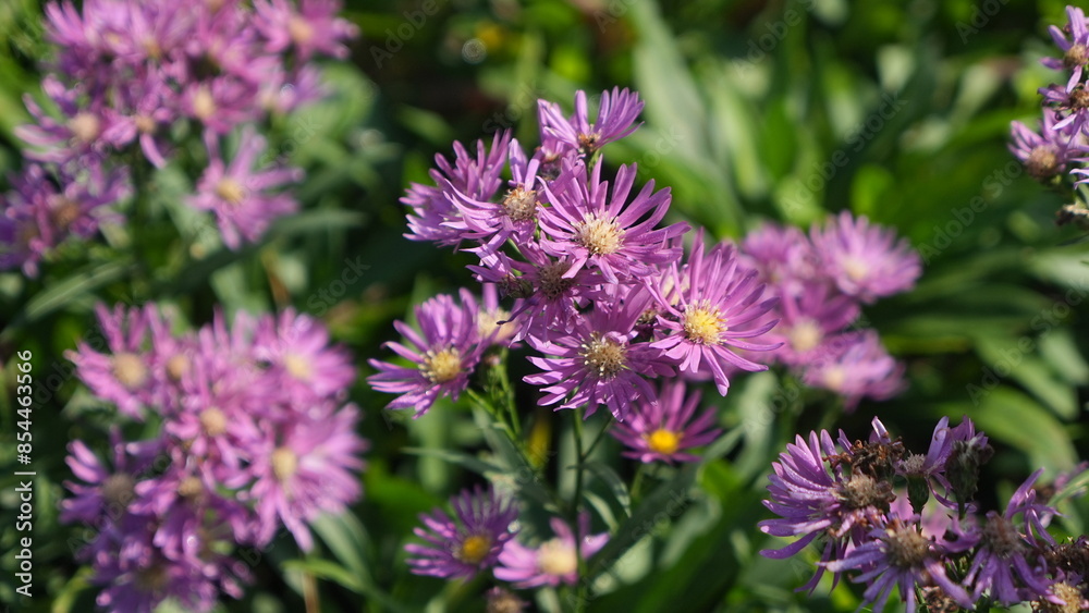 beautiful purple aster flower in the garden beautiful purple aster flower in the garden