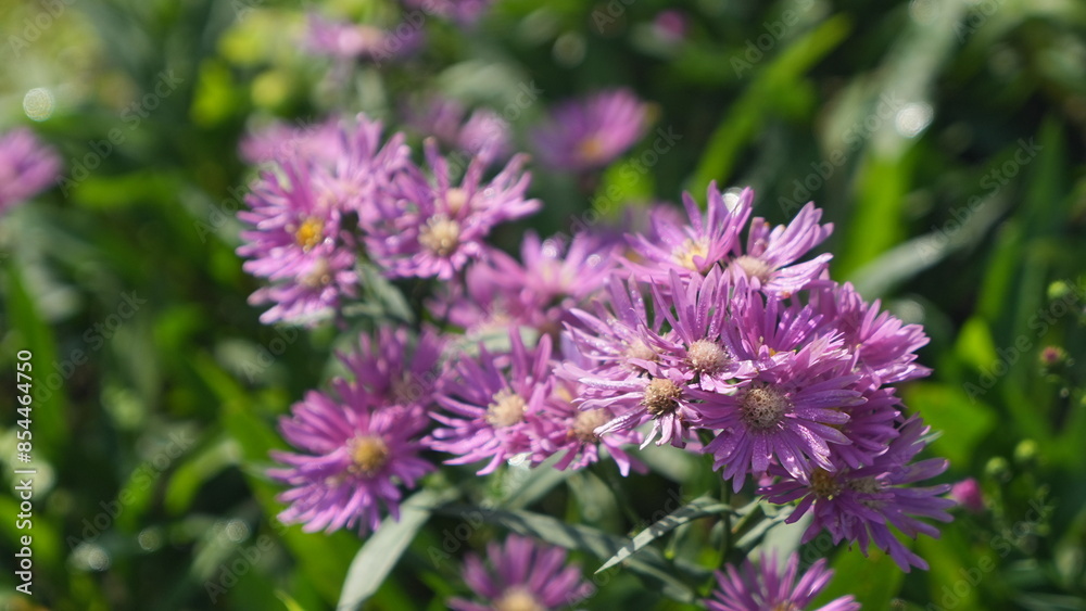 beautiful purple aster flower in the garden beautiful purple aster flower in the garden