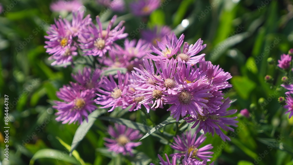 beautiful purple aster flower in the garden beautiful purple aster flower in the garden