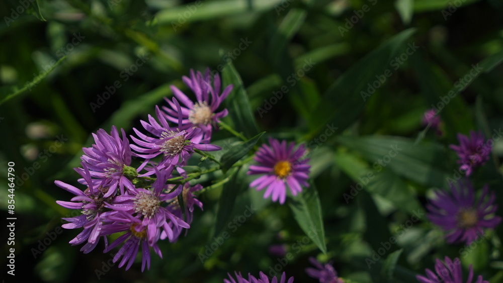 beautiful purple aster flower in the garden beautiful purple aster flower in the garden