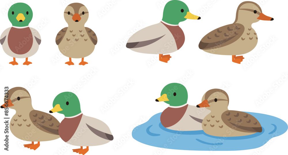 Naklejka premium シンプルでかわいい鴨の雄雌イラストセット