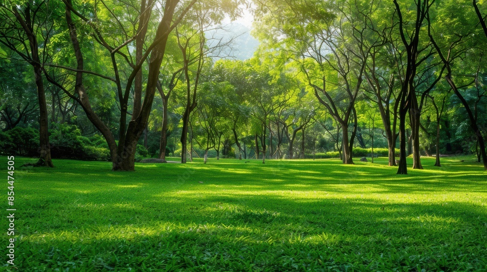 Green tree forest in city public park with green meadow grass nature landscape Green tree forest in city public park with green meadow grass nature landscape