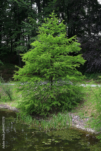 Taxodium distichum (bald cypress): is a deciduous conifer in the family Cupressaceae photo