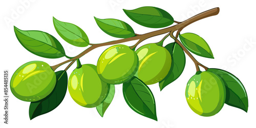 lime with leaves on branch