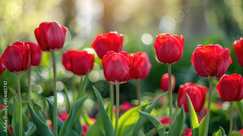 Background of stunning red tulips in the spring