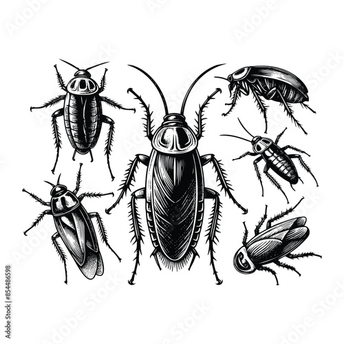 Vintage engraving isolated cockroach set ink sketch. black and white engrave isolated cockroach illustration