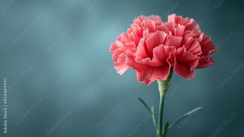 Delicate Carnation Flower on a Minimalist White Background, Showcasing Vibrant Pink Petals and Natural Elegance in a Clean, Open Space Design Delicate Carnation Flower on a Minimalist White Background, Showcasing Vibrant Pink Petals and Natural Elegance in a Clean, Open Space Design