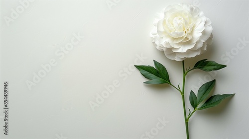 Delicate Carnation Flower on a Minimalist White Background, Showcasing Vibrant Pink Petals and Natural Elegance in a Clean, Open Space Design