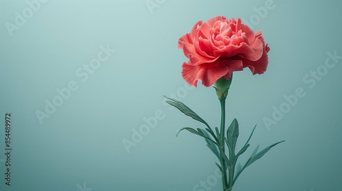 Delicate Carnation Flower on a Minimalist White Background, Showcasing Vibrant Pink Petals and Natural Elegance in a Clean, Open Space Design