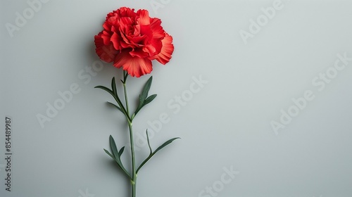 Delicate Carnation Flower on a Minimalist White Background, Showcasing Vibrant Pink Petals and Natural Elegance in a Clean, Open Space Design