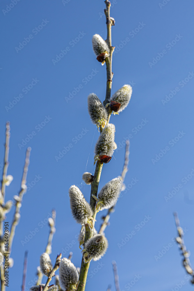 Willow branches with catkins. Fluffy catkins on willow branches against blue sky background. Willow branches with catkins. Fluffy catkins on willow branches against blue sky background.
