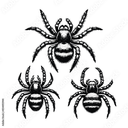 Vintage engraving isolated spider set ink sketch. black and white engrave isolated spider illustration