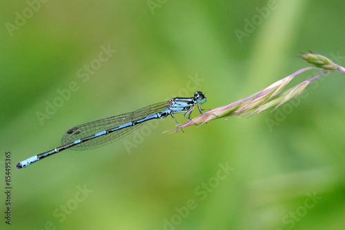 Photography Dragonfly