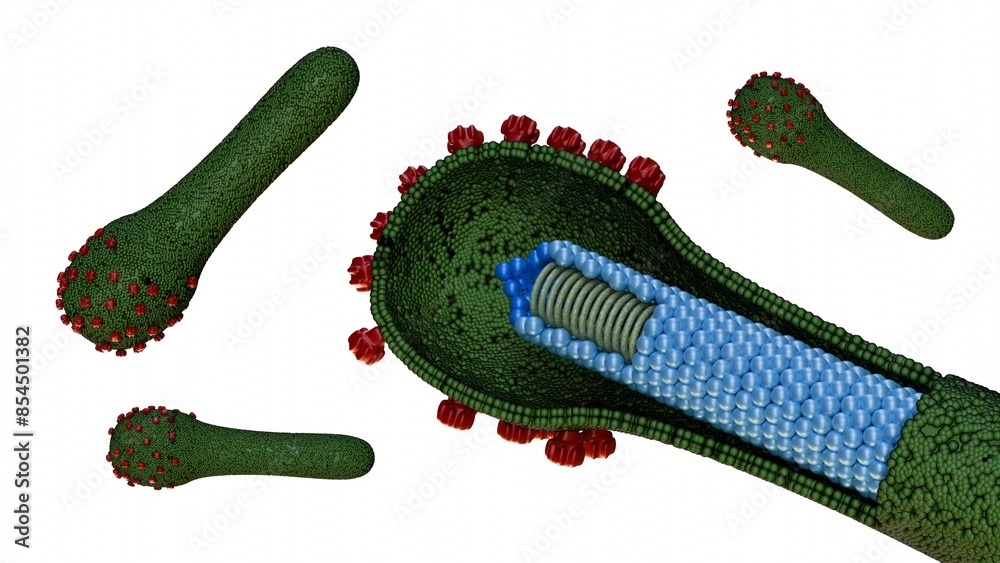 3d rendering of baculovirus lifecycle are known to infect insects, the ...