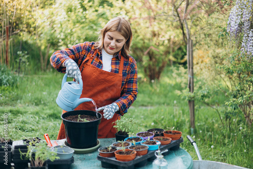 Happy 30s woman gardener in gloves waters pot with organic tomato vegetables. Gardener woman in apron and protective gloves plants tomato seedlings in a big pot. Planting and gardening concept. photo