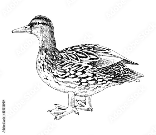 Mallard Duck sketched vector illustration