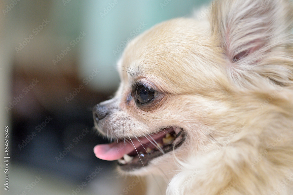 A close-up of a smiling brown Chihuahua's face.side view portrait A close-up of a smiling brown Chihuahua's face.side view portrait