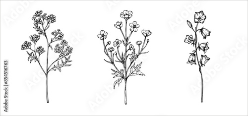 Vector buttercup and bluebell, Tansy. Hand painted flower. Graphic Ranunculus, Tanacetum Vulgare isolated on background. Botanical and wedding illustration. For designers, invitations, decoration