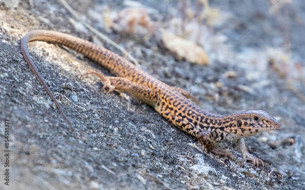 Naklejka premium California Whiptail Lizard, Adult. Stevens Creek County Park, Santa Clara County, California, USA.