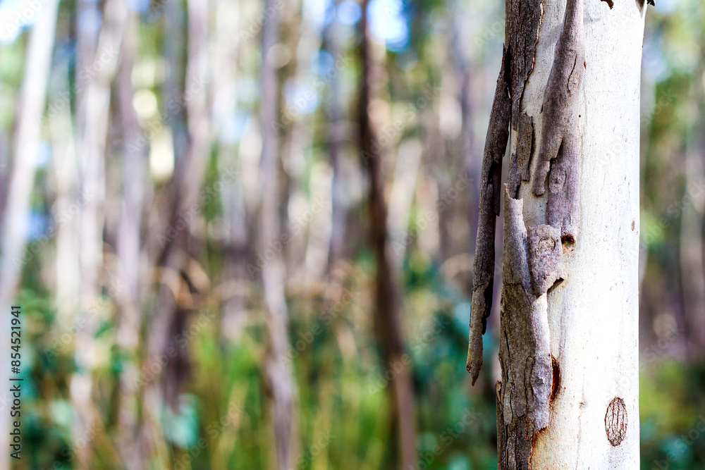 Fototapeta premium Eucalyptus trunk in forest