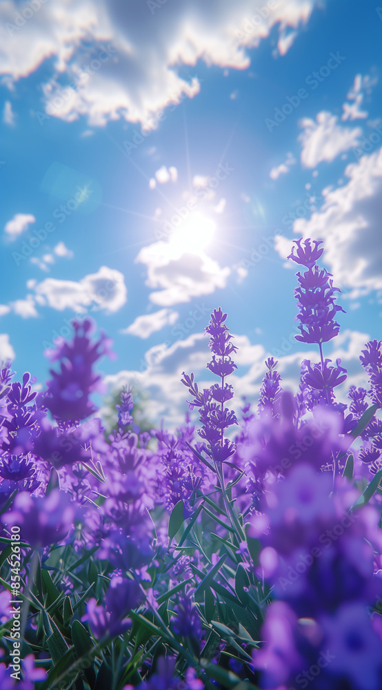 A field of lavender purple flowers with delicate leaves and petals in full bloom under the blue sky and white clouds, with sunlight shining on them through green branches. A field of lavender purple flowers with delicate leaves and petals in full bloom under the blue sky and white clouds, with sunlight shining on them through green branches.