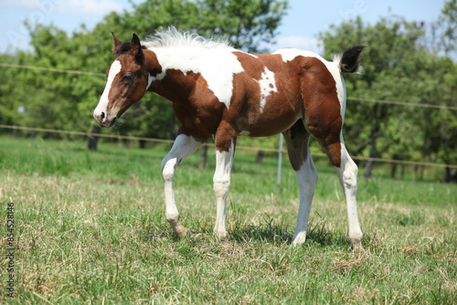 Paint horse foal moving on pasturage
