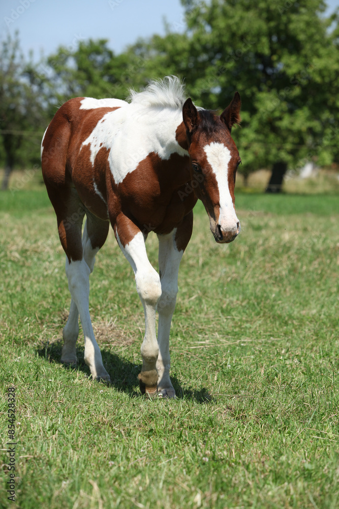 Paint horse foal moving on pasturage Paint horse foal moving on pasturage