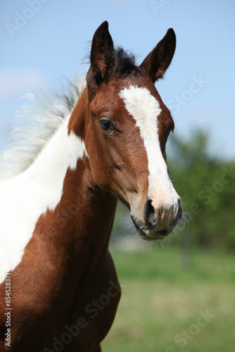 Paint horse foal on pasturage
