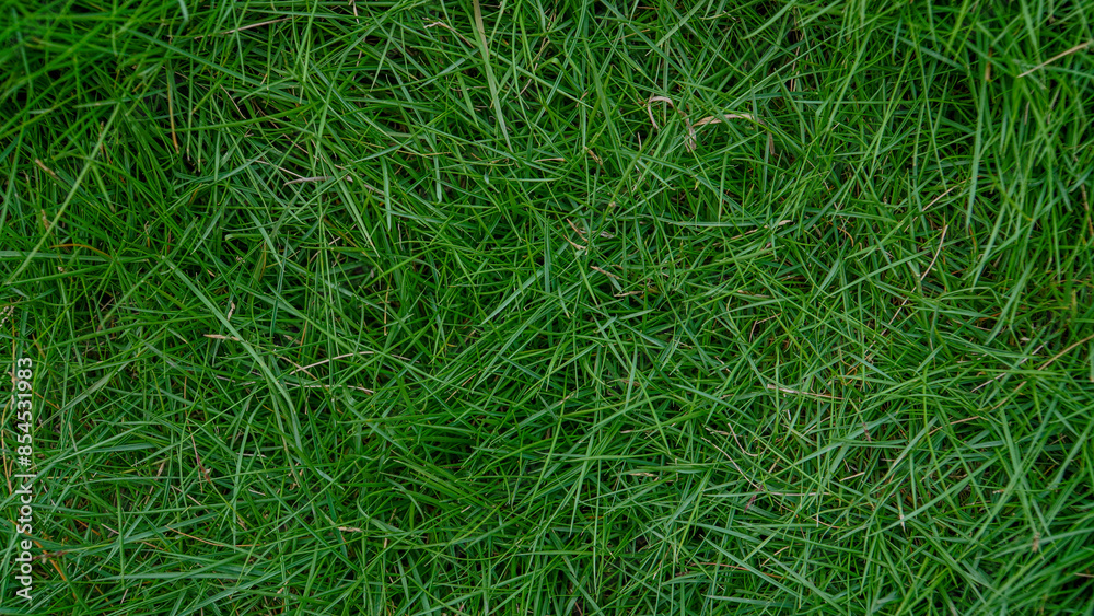 Green grass flat lay texture grass garden concept background 03 Green grass flat lay texture grass garden concept background 03