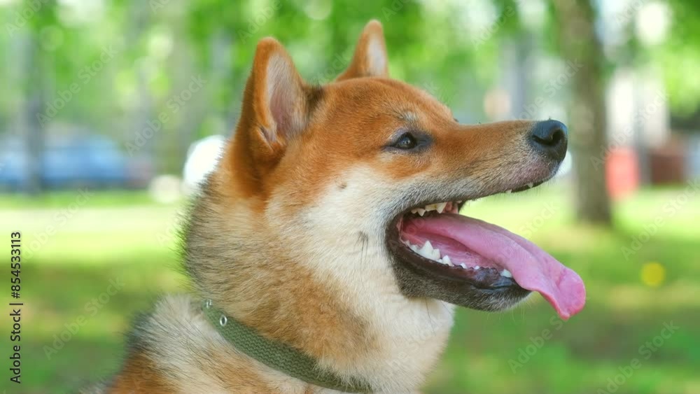 Shiba Inu Akita dog sits panting with tongue lolling out in park during walk. Pleased pet rest on cool shaded ground in sunny weather with happy expression Shiba Inu Akita dog sits panting with tongue lolling out in park during walk. Pleased pet rest on cool shaded ground in sunny weather with happy expression