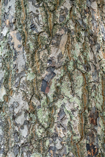 Tree Trunk and Tree Bark, Calophyllum inophyllum is a large evergreen plant,  tamanu, oil-nut, mastwood, beach calophyllum or beautyleaf. Kualoa Regional Park, Oahu Hawaii photo