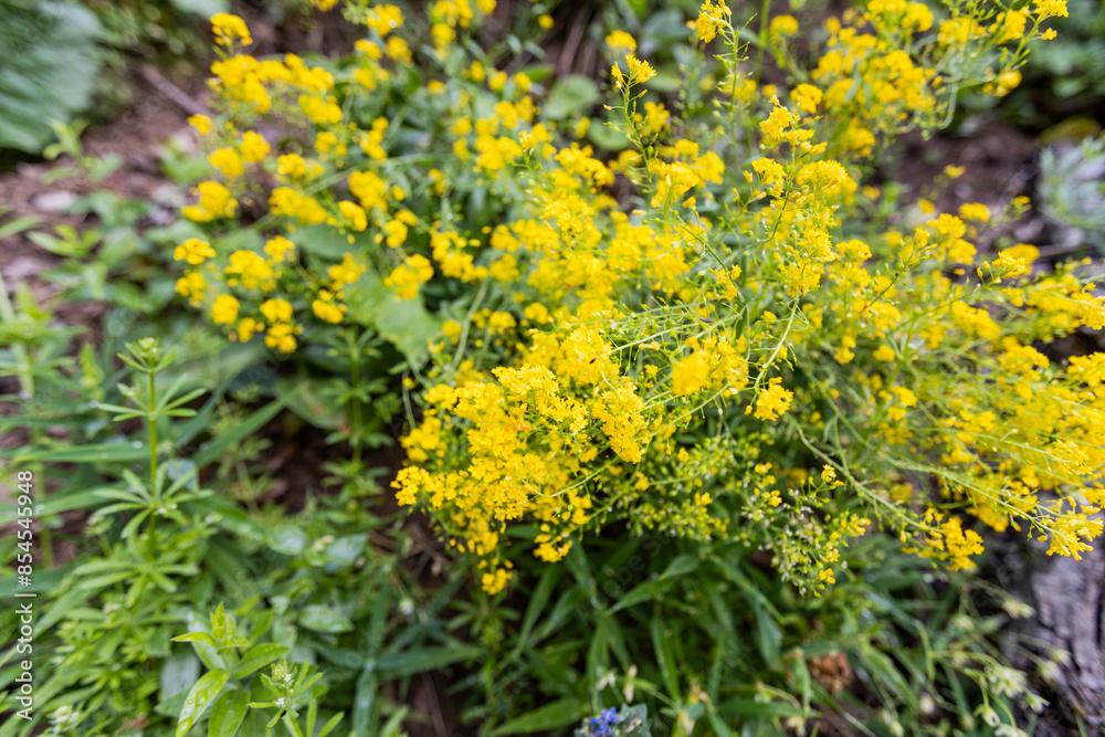 Yellow Wildflowers Blooming in Forest On Spring Day Yellow Wildflowers Blooming in Forest On Spring Day