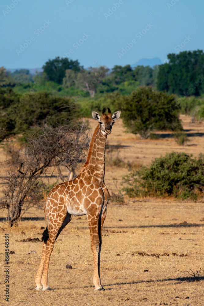 Obraz premium South African giraffe or Cape giraffe (Giraffa giraffa or Giraffa camelopardalis giraffa). Botswana.