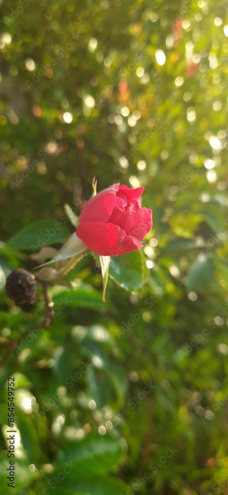 Obraz premium Wild red rose climbing along a wooden fence in countryside setting. Evokes nostalgia and organic charm