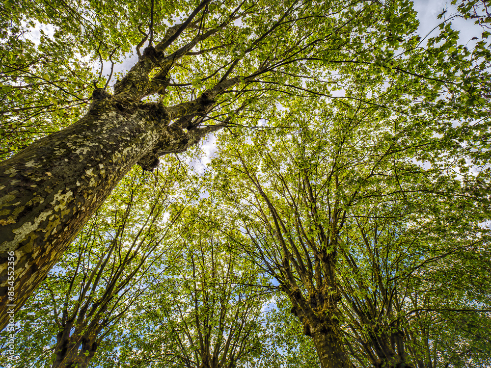 Fototapeta premium Looking Up at Spring Trees