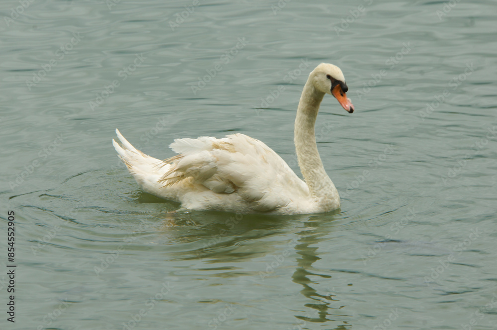 A white swan floating in water A white swan floating in water