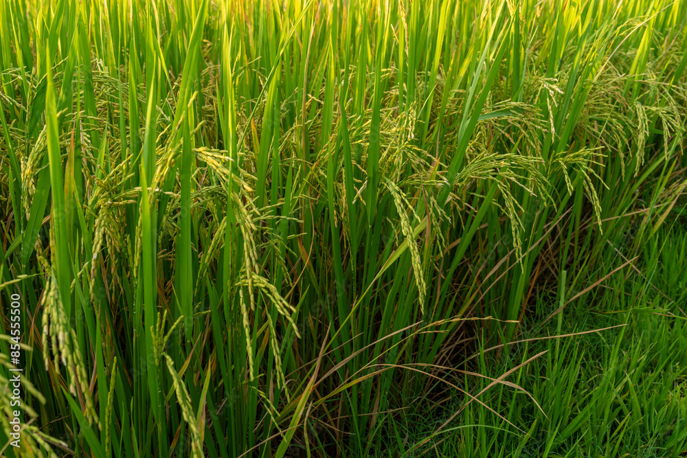 The rice fields are yellow with many rice plants in the rice planting season of the farmers. It looks very beautiful and shady. The rice fields are yellow with many rice plants in the rice planting season of the farmers. It looks very beautiful and shady.