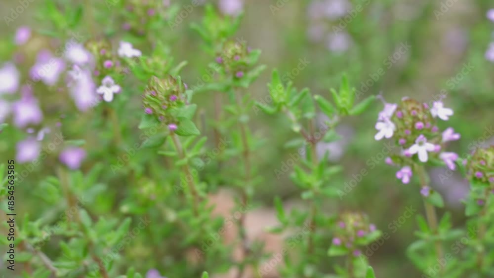 Thyme close up grows in the wild. Thyme close up grows in the wild.